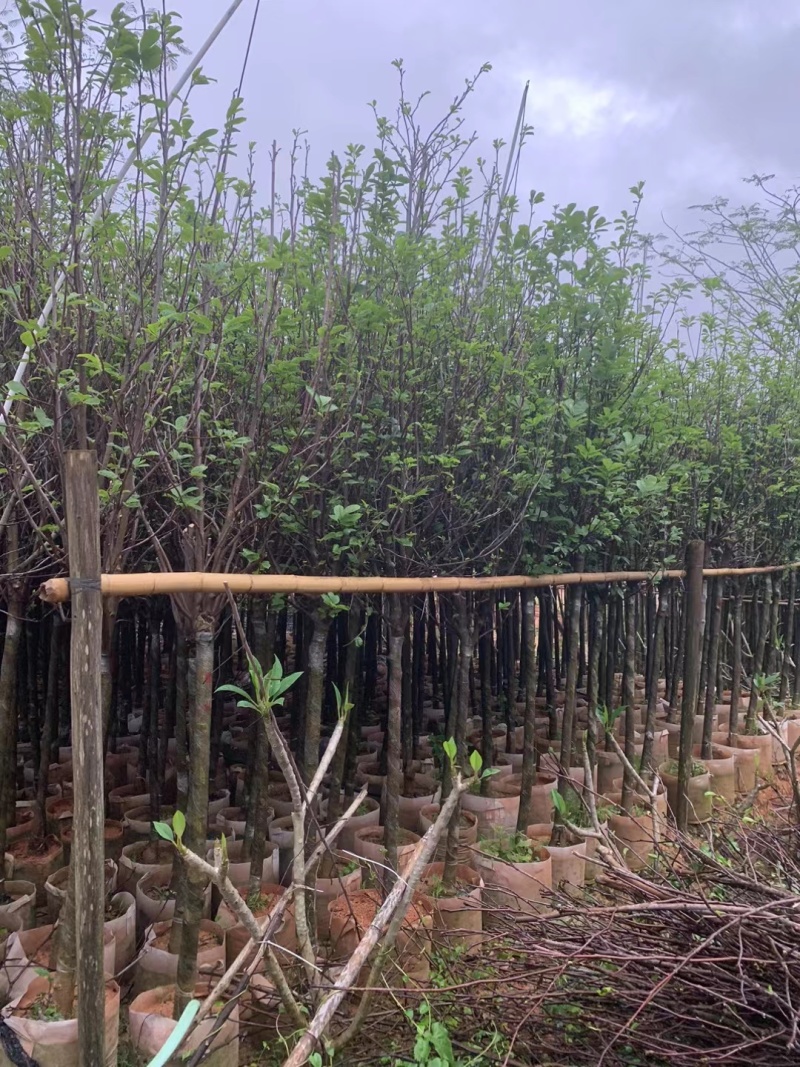 紫玉兰3-6公分大量出售，基地现货直销