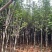 紫玉兰3-6公分大量出售，基地现货直销