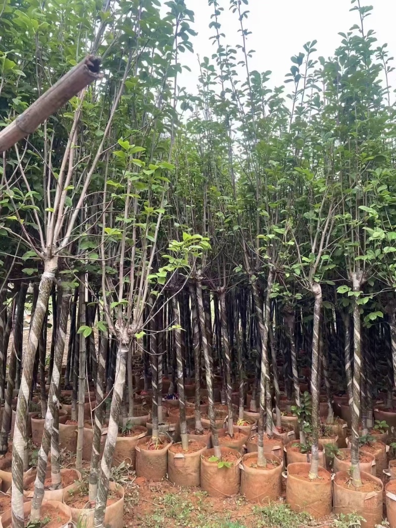 紫玉兰3-6公分大量出售，基地现货直销
