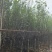 紫玉兰3-6公分大量出售，基地现货直销