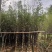 紫玉兰3-6公分大量出售，基地现货直销