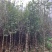 紫玉兰3-6公分大量出售，基地现货直销
