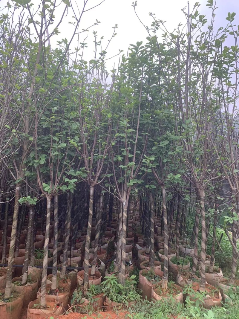 紫玉兰3-6公分大量出售，基地现货直销