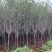 紫玉兰3-6公分大量出售，基地现货直销