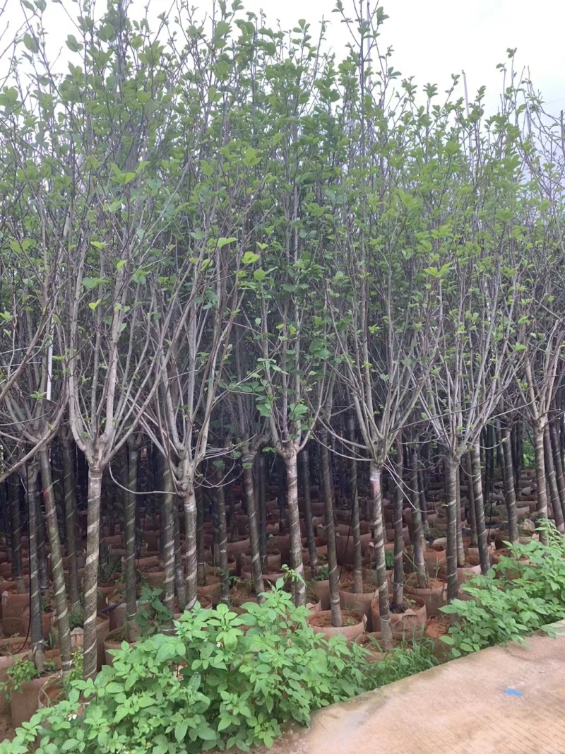 紫玉兰3-6公分大量出售，基地现货直销
