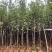 紫玉兰3-6公分大量出售，基地现货直销