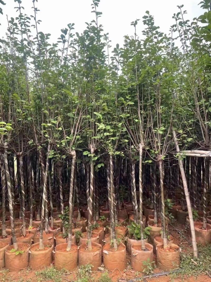 紫玉兰3-6公分大量出售，基地现货直销