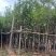 紫玉兰3-6公分大量出售，基地现货直销