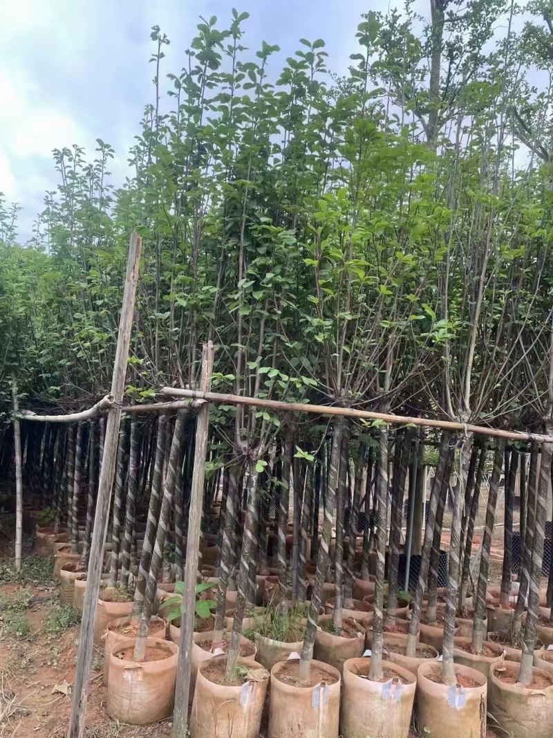 紫玉兰3-6公分大量出售，基地现货直销