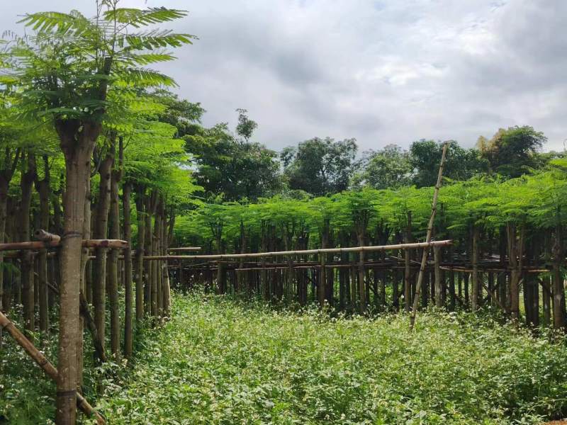 凤凰木5-8公分大量出售，基地现货直销