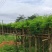 凤凰木5-8公分大量出售，基地现货直销