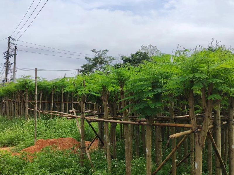 凤凰木5-8公分大量出售，基地现货直销