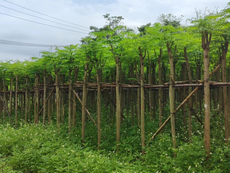 凤凰木5-8公分大量出售，基地现货直销