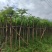 凤凰木5-8公分大量出售，基地现货直销