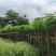 凤凰木5-8公分大量出售，基地现货直销