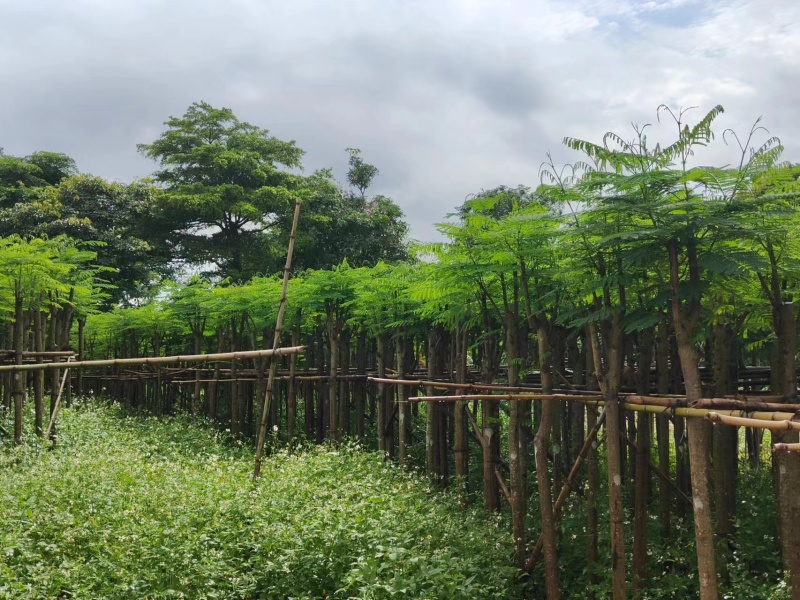 凤凰木5-8公分大量出售，基地现货直销