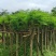 凤凰木5-8公分大量出售，基地现货直销