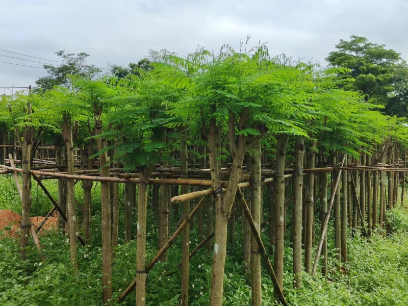 凤凰木5-8公分大量出售，基地现货直销