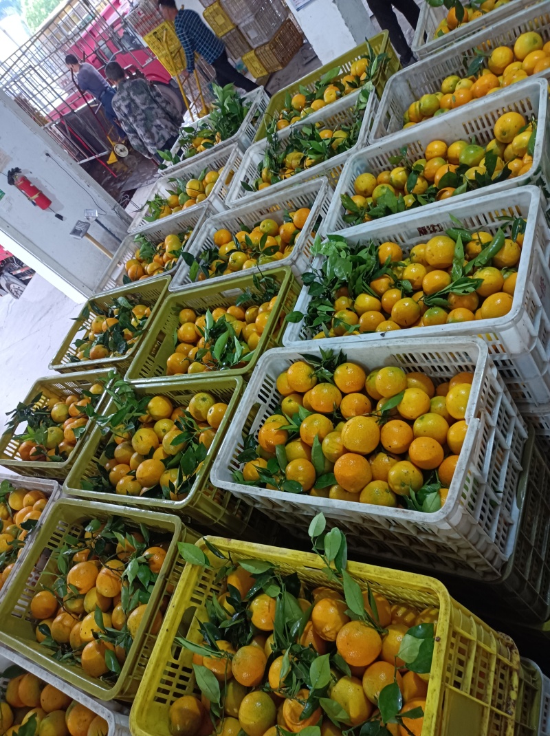 【精品夏橙】，一级果电商货大量供应口感酸甜，皮薄多汁，