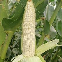 精品玉米，水果玉米，糯玉米产地直发，量大从优，欢迎咨询