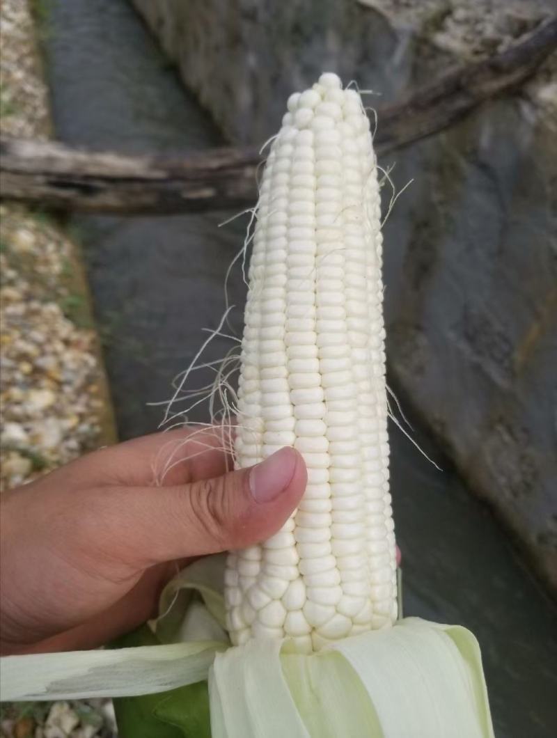 精品玉米，水果玉米，糯玉米产地直发，量大从优，欢迎咨询