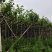 宫粉紫荆3-8公分大量出售，基地现货直销