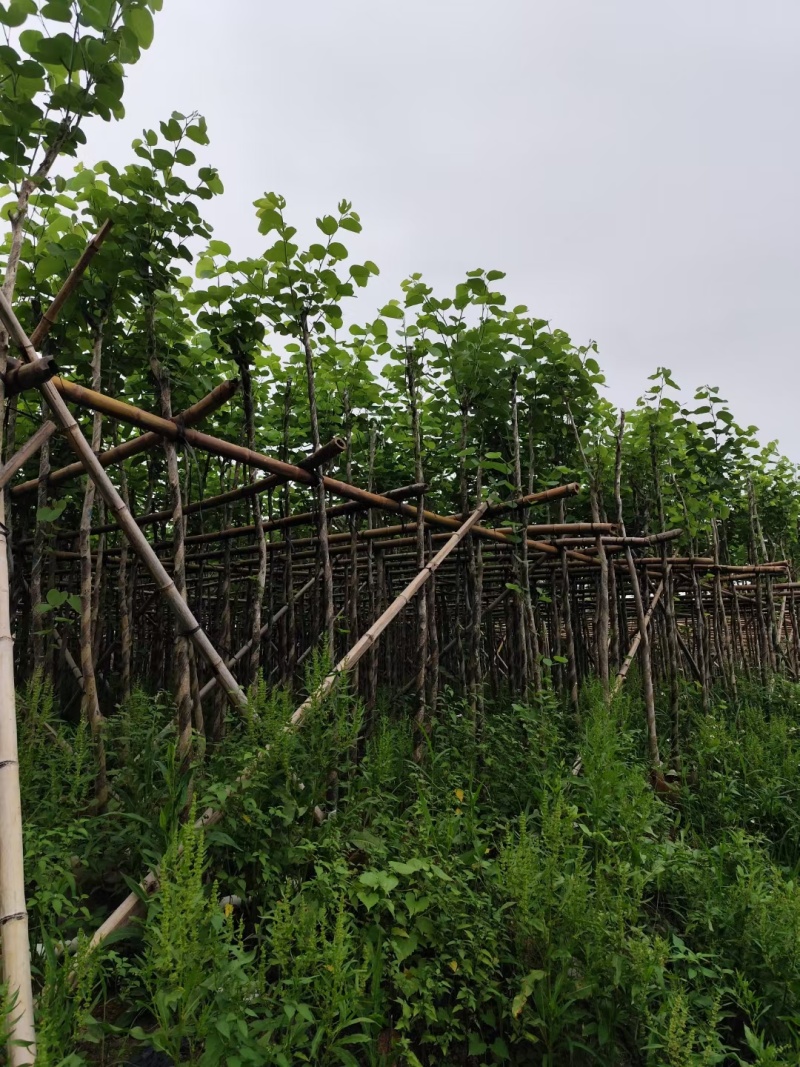 宫粉紫荆3-8公分大量出售，基地现货直销