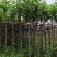 宫粉紫荆3-8公分大量出售，基地现货直销
