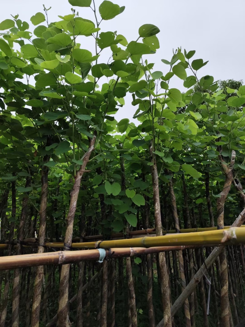 宫粉紫荆3-8公分大量出售，基地现货直销