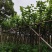宫粉紫荆3-8公分大量出售，基地现货直销