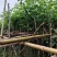 宫粉紫荆3-8公分大量出售，基地现货直销