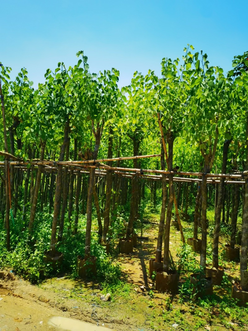 宫粉紫荆3-8公分大量出售，基地现货直销
