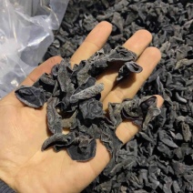 东北吉林长白山秋木耳