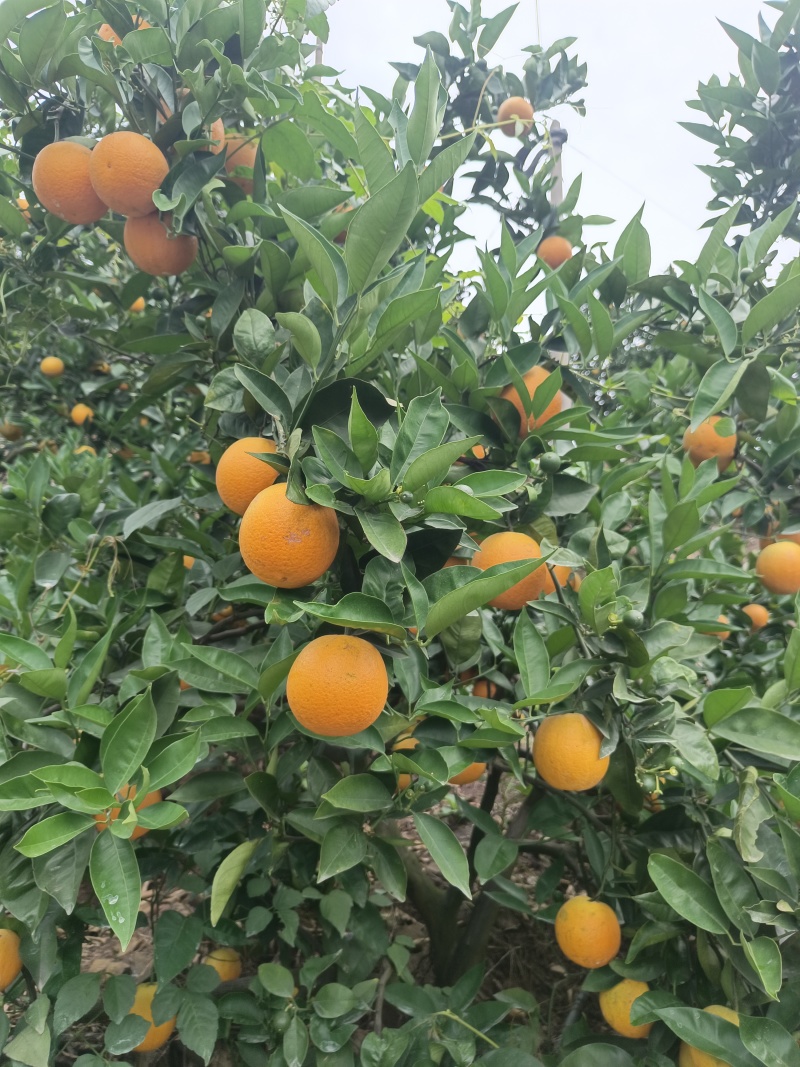秭归夏橙，大量供货水份充足酸甜爆汁
