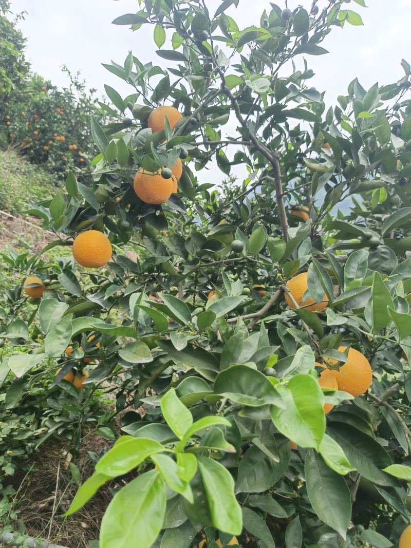 秭归夏橙，大量供货水份充足酸甜爆汁