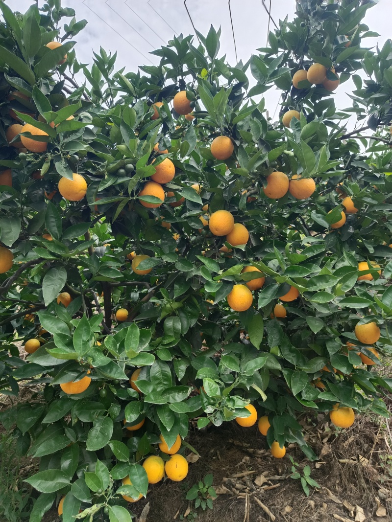 秭归夏橙，大量供货水份充足酸甜爆汁