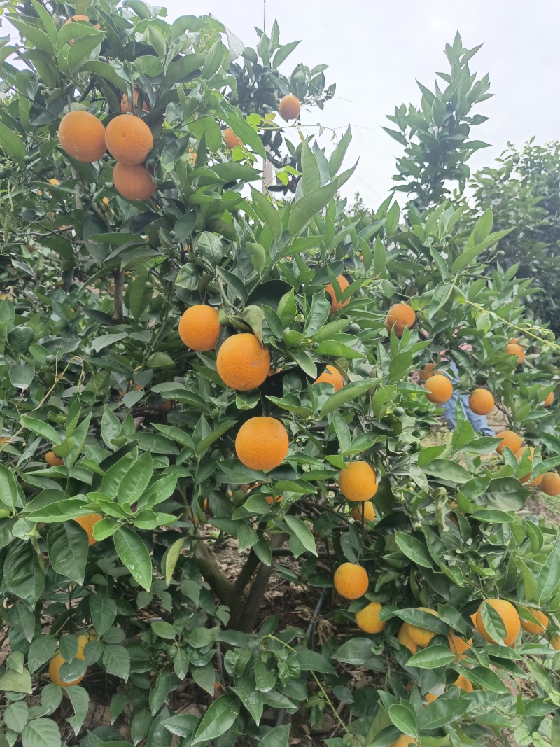 秭归夏橙，大量供货水份充足酸甜爆汁