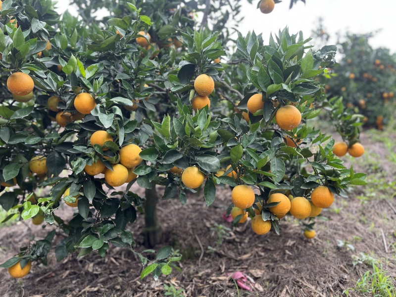 秭归夏橙，大量供货水份充足酸甜爆汁