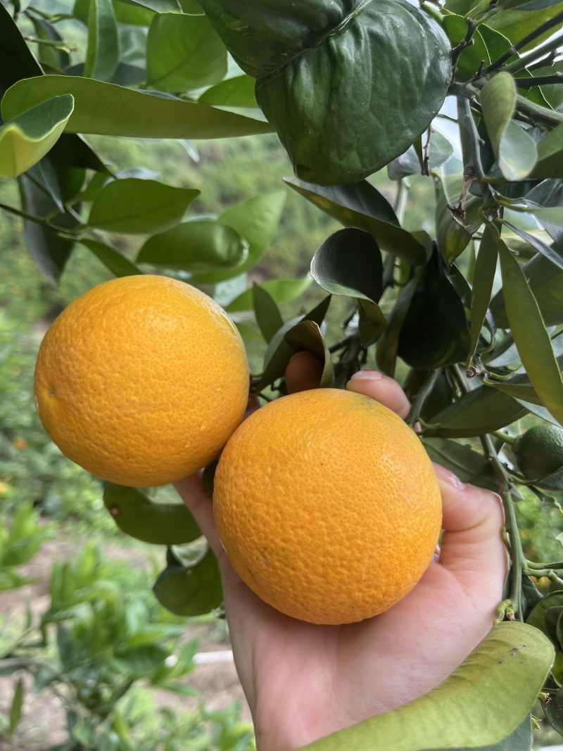 秭归夏橙，大量供货水份充足酸甜爆汁