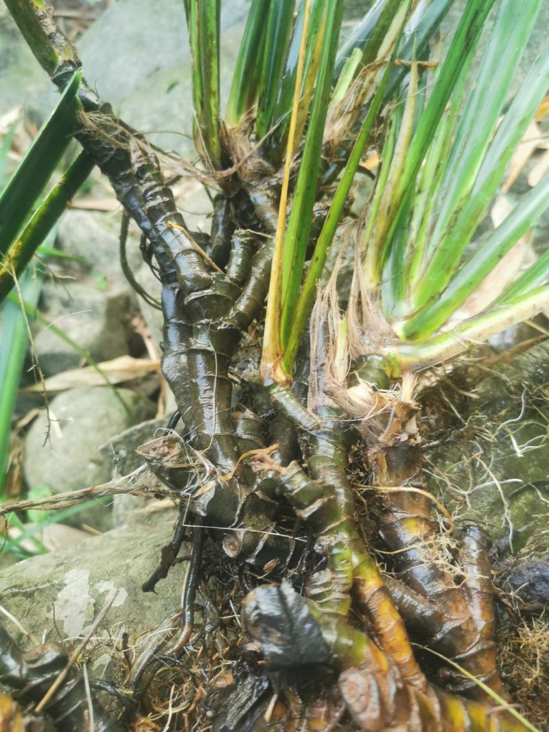 纯野生河边采集石菖蒲