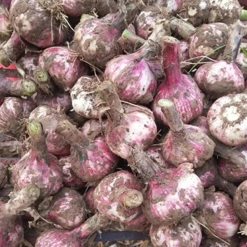 精品紫皮蒜大蒜独头蒜大量上市品质保证一手货源