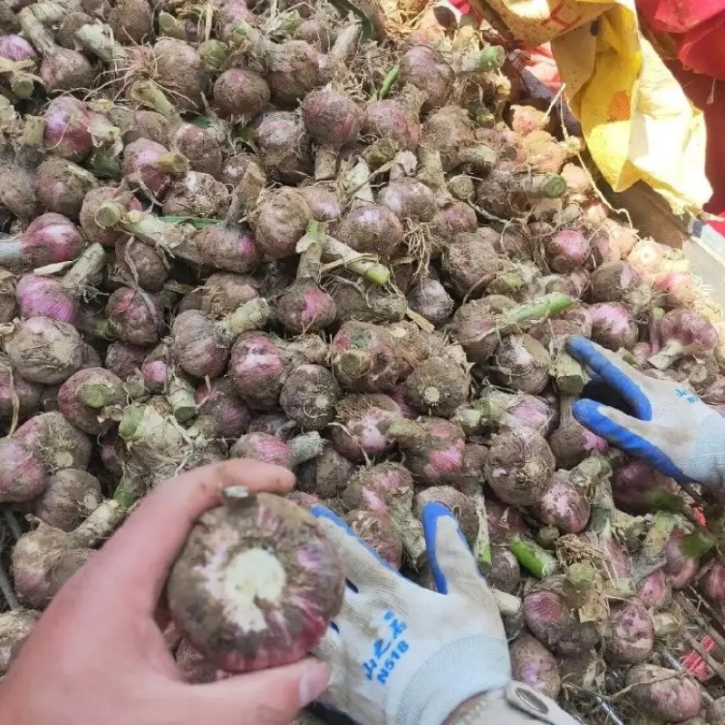 精品紫皮蒜大蒜独头蒜大量上市品质保证一手货源