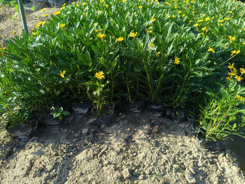 黄金菊大杯，基地直销，量大价格优惠欢迎来一亩田订购。
