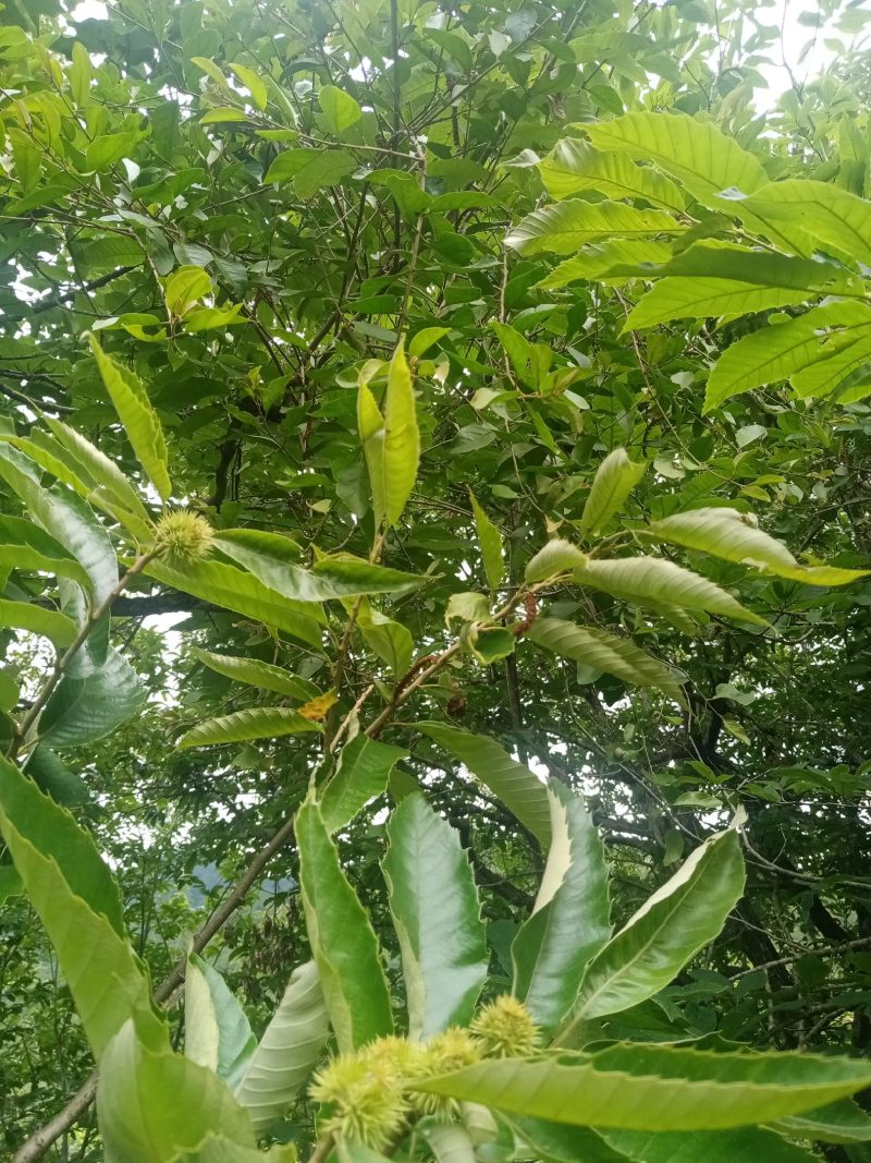 板粟寄生，黄皮寄生