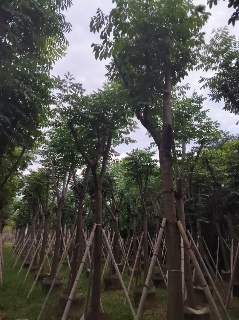 黄山栾树10-15公分出售。基地直销