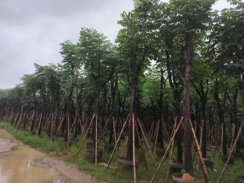 黄山栾树10-15公分出售。基地直销