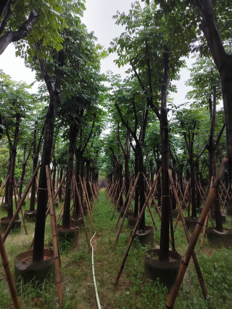 黄山栾树10-15公分出售。基地直销
