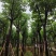 黄山栾树10-15公分出售。基地直销