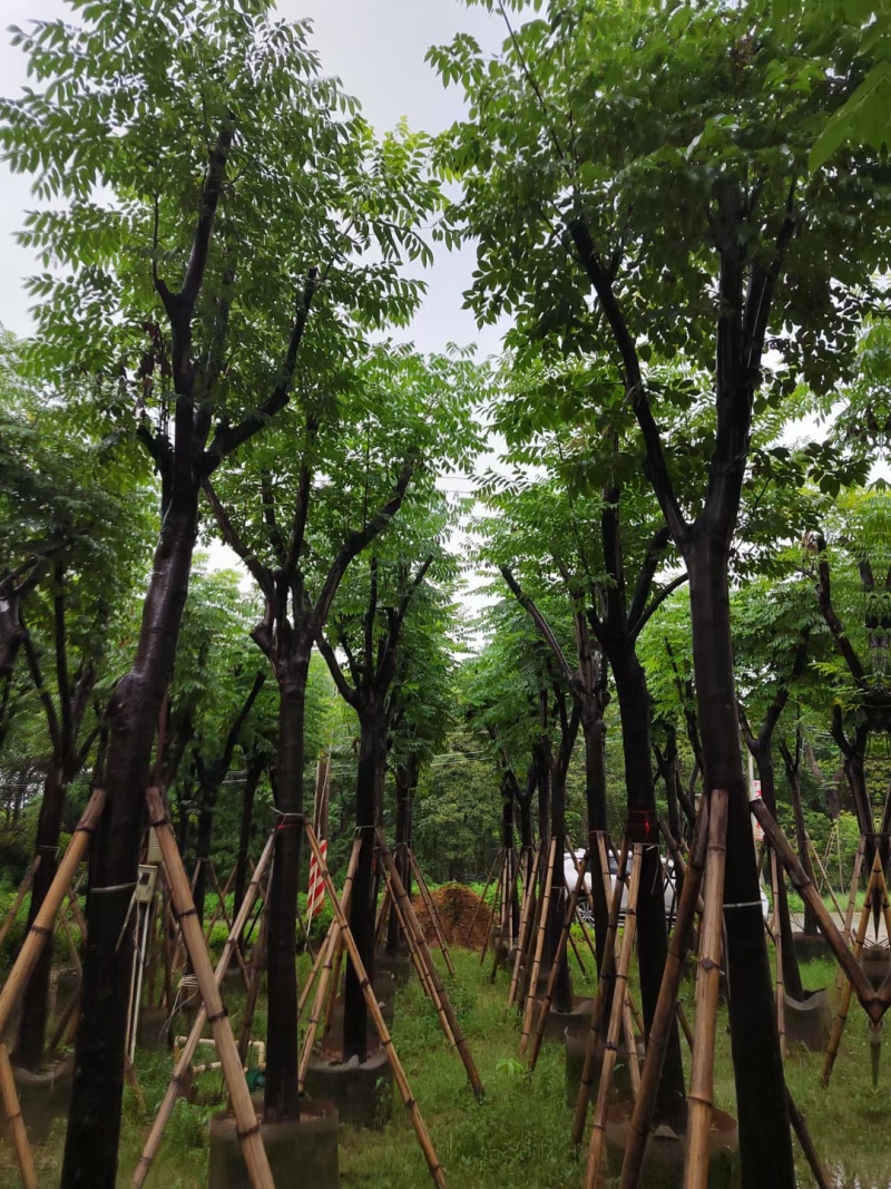 黄山栾树10-15公分出售。基地直销