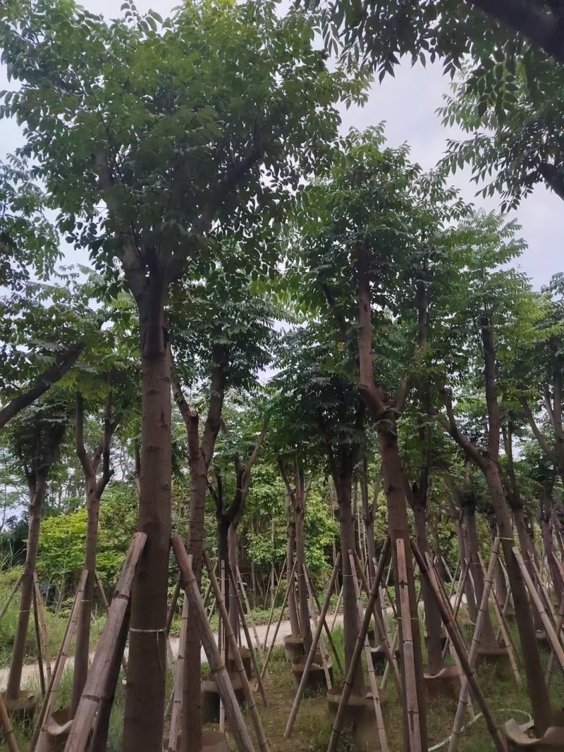 黄山栾树10-15公分出售。基地直销